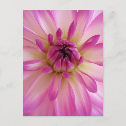 Carte postale Dahlia (Devant)