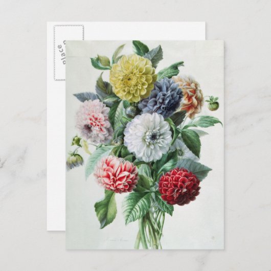 Carte Postale Dahlia (Devant / Derrière)