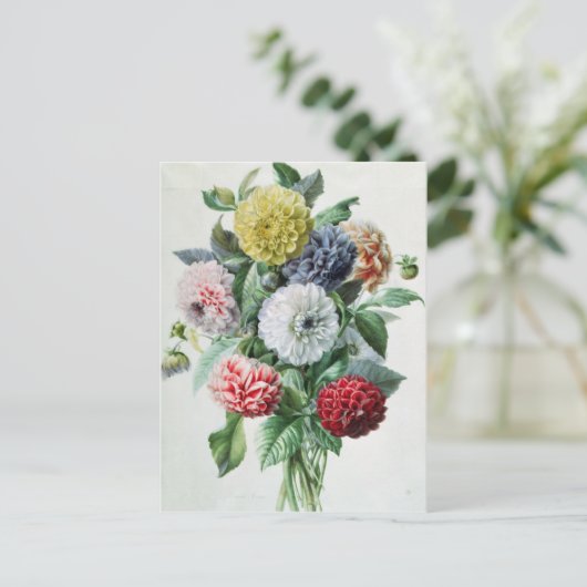 Carte Postale Dahlia (Debout devant)