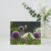 Carte postale Dahlia (Debout devant)