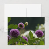 Carte postale Dahlia (Devant / Derrière)