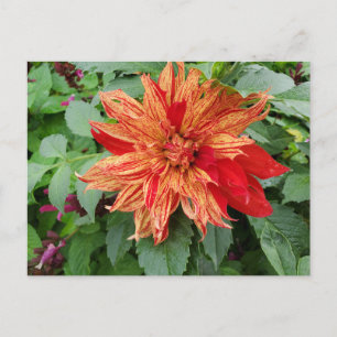 Carte Postale Dahlia