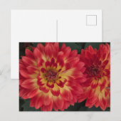 Carte Postale Dahlia (Devant / Derrière)