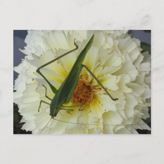 Carte Postale Dahlia 1 - educatedbrainfart (Devant)