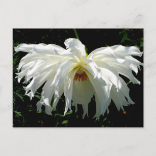 Carte Postale Dahlia blanche pleur