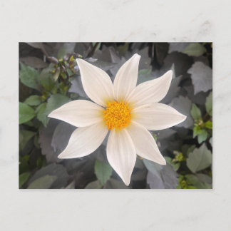Carte Postale Dahlia Dahelgria Fleur Simple Blanche