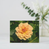 Carte Postale Dahlia 'David Howard' (Debout devant)