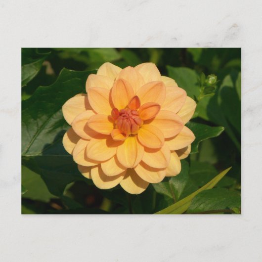 Carte Postale Dahlia 'David Howard' (Devant)