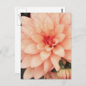Carte Postale Dahlia délicate (Devant / Derrière)