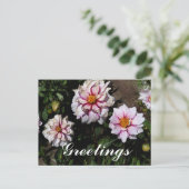 Carte postale Dahlia Edge of Joy #1 (Debout devant)