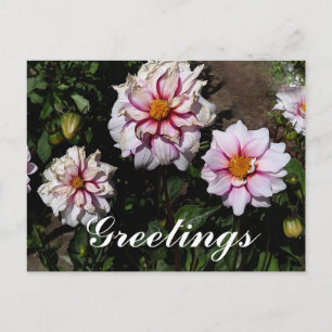 Carte postale Dahlia Edge of Joy #1
