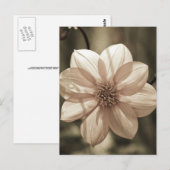 Carte Postale Dahlia ensoleillé (Devant / Derrière)