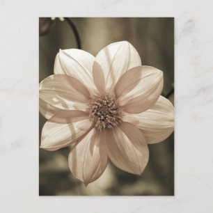 Carte Postale Dahlia ensoleillé