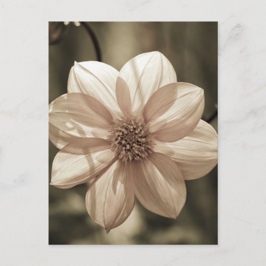 Carte Postale Dahlia ensoleillé (Devant)