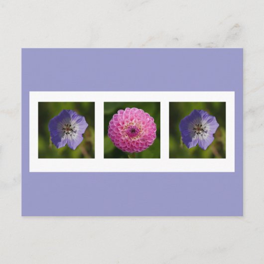 Carte postale Dahlia et Geranium (Devant)