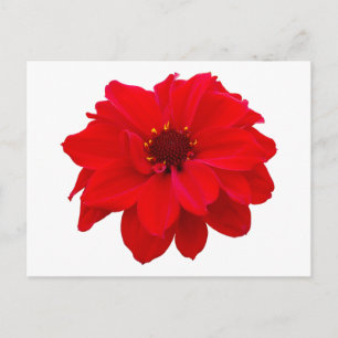 Carte Postale Dahlia - Evêque de Llandaff