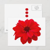Carte Postale Dahlia - Évêque de Llandaff (Devant / Derrière)