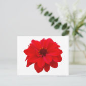 Carte Postale Dahlia - Évêque de Llandaff (Debout devant)