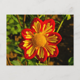 Carte Postale Dahlia, ferme de dahlias, Canby, Oregon, États-Uni