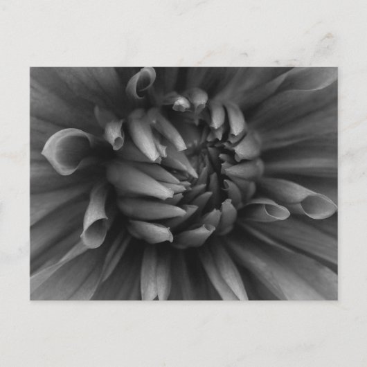 Carte postale Dahlia Flower (Devant)