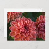 Carte Postale Dahlia Flowers (Devant / Derrière)