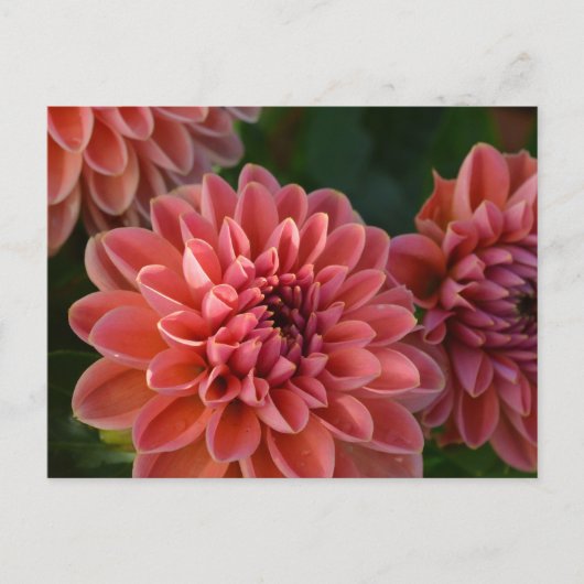 Carte Postale Dahlia Flowers (Devant)