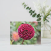 Carte Postale Dahlia Fuschia (Debout devant)