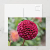Carte Postale Dahlia Fuschia (Devant / Derrière)