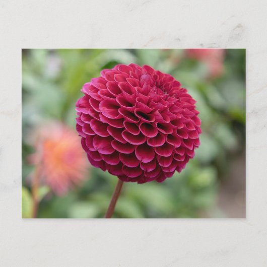 Carte Postale Dahlia Fuschia (Devant)