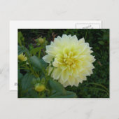 Carte Postale Dahlia Jaune Douce (Devant / Derrière)