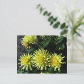 Carte postale Dahlia Lakeview Glow #1 (Debout devant)