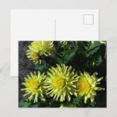 Carte postale Dahlia Lakeview Glow #1 (Devant / Derrière)