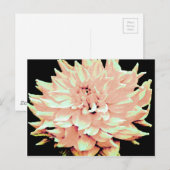 Carte Postale Dahlia - Lune de miel - Pêche de pêche pâle (Devant / Derrière)