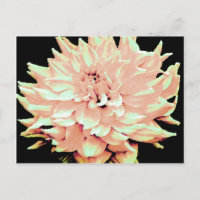 Dahlia - Lune de miel - Pêche de pêche pâle