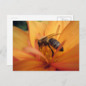 Carte Postale Dahlia (orange) (Devant / Derrière)