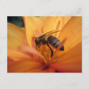 Carte Postale Dahlia (orange)