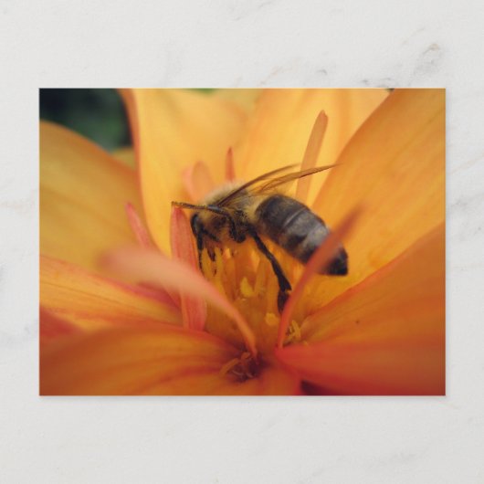 Carte Postale Dahlia (orange) (Devant)