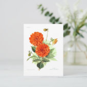 Carte Postale Dahlia 'Orange Fire King' (Debout devant)
