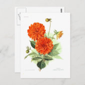 Carte Postale Dahlia 'Orange Fire King' (Devant / Derrière)