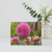Carte Postale Dahlia rose (Debout devant)