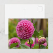 Carte Postale Dahlia rose (Devant / Derrière)