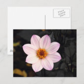Carte Postale Dahlia rose (Devant / Derrière)