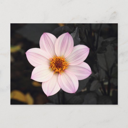 Carte Postale Dahlia rose (Devant)