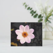 Carte Postale Dahlia rose (Debout devant)