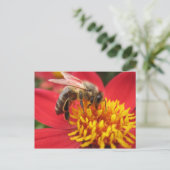 Carte Postale Dahlia (rouge) (Debout devant)