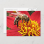 Carte Postale Dahlia (rouge) (Devant / Derrière)