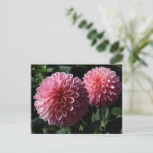 Carte postale Dahlia Valley Porcupine #1 (Debout devant)