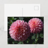 Carte postale Dahlia Valley Porcupine #1 (Devant / Derrière)