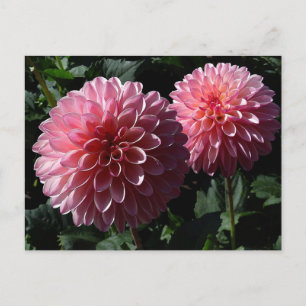 Carte postale Dahlia Valley Porcupine #1