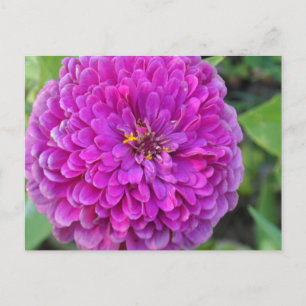 Carte Postale Dahlia violet